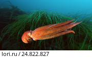 Гигантский тихоокеанский осьминог  (Enteroctopus dofleini), Японское море. Стоковое фото, фотограф Некрасов Андрей / Фотобанк Лори