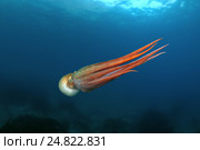 Гигантский тихоокеанский осьминог  (Enteroctopus dofleini), Японское море. Стоковое фото, фотограф Некрасов Андрей / Фотобанк Лори