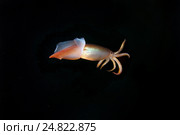 Японский летающий кальмар(Todarodes pacificus) Стоковое фото, фотограф Некрасов Андрей / Фотобанк Лори
