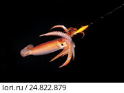 Японский летающий кальмар(Todarodes pacificus) Стоковое фото, фотограф Некрасов Андрей / Фотобанк Лори