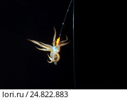 Японский летающий кальмар(Todarodes pacificus) Стоковое фото, фотограф Некрасов Андрей / Фотобанк Лори