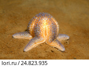 Морская звезда (Asterias rubens) Стоковое фото, фотограф Некрасов Андрей / Фотобанк Лори