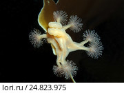 Сидячая медуза Люцернария (Lucernaria quadricornis) Стоковое фото, фотограф Некрасов Андрей / Фотобанк Лори