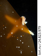 Морская звезда (Asterias rubens) Стоковое фото, фотограф Некрасов Андрей / Фотобанк Лори