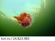 Волосистая цианея (лат. Cyanea capillata, Cyanea arctica) Стоковое фото, фотограф Некрасов Андрей / Фотобанк Лори