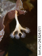 Сидячая медуза Люцернария (Lucernaria quadricornis) Стоковое фото, фотограф Некрасов Андрей / Фотобанк Лори