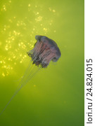 Волосистая цианея (лат. Cyanea capillata, Cyanea arctica) Стоковое фото, фотограф Некрасов Андрей / Фотобанк Лори