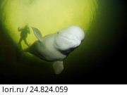 Белуха (Delphinapterus leucas) и силуэт дайвера в воде. Белое море, Карелия, Арктика. Стоковое фото, фотограф Некрасов Андрей / Фотобанк Лори