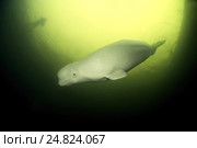 Белуха (лат. Delphinapterus leucas) — вид зубатых китов из семейства нарваловых. Белое море, Карелия. Стоковое фото, фотограф Некрасов Андрей / Фотобанк Лори