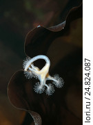 Сидячая медуза Люцернария (Lucernaria quadricornis) Стоковое фото, фотограф Некрасов Андрей / Фотобанк Лори