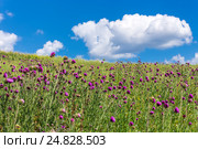 Лесостепь с зарослями Чертополоха Тёрмера (лат. Carduus thoermeri Weinm) и различными степными травами. Новосибирская область, Сибирь, Россия. Стоковое фото, фотограф Евгений Мухортов / Фотобанк Лори