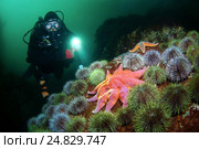 Зеленый морской ёж, морская звезда (solaster endeca) (2009 год). Редакционное фото, фотограф Некрасов Андрей / Фотобанк Лори