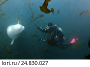 Beluga whale or white whale (Delphinapterus leucas) Sea of Japan. Стоковое фото, фотограф Некрасов Андрей / Фотобанк Лори