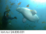 Beluga whale or white whale (Delphinapterus leucas) Sea of Japan. Стоковое фото, фотограф Некрасов Андрей / Фотобанк Лори