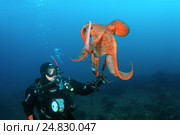 Giant Pacific octopus or North Pacific giant octopus, (Enteroctopus dofleini) takes the diver lantern. Japan sea, Far East, Primorsky Krai, Russia. Редакционное фото, фотограф Некрасов Андрей / Фотобанк Лори