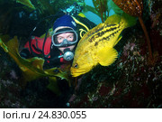 Yellow Rockfish or Three-stripe Rockfish (Sebastes Trivittatus) Japan sea, Far East, Primorsky Krai, Russian Federation (2012 год). Редакционное фото, фотограф Некрасов Андрей / Фотобанк Лори