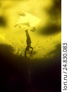 Ice diving, free diving, Стоковое фото, фотограф Некрасов Андрей / Фотобанк Лори