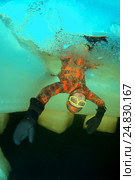 Ice diving, free diving, Kareliya, White sea (2009 год). Редакционное фото, фотограф Некрасов Андрей / Фотобанк Лори