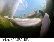 Ice diving with white whale, Beluga whale ( Delphinapterus leucas) in Arctic, Russia, Russian north, north, Kareliya, White sea. Стоковое фото, фотограф Некрасов Андрей / Фотобанк Лори