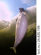 Ice diving with white whale, Beluga whale ( Delphinapterus leucas) in Arctic, Russia, Russian north, north, Kareliya, White sea. Стоковое фото, фотограф Некрасов Андрей / Фотобанк Лори