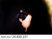 Ice diving with white whale, Beluga whale ( Delphinapterus leucas) in Arctic, Russia, Russian north, north, Kareliya, White sea. Стоковое фото, фотограф Некрасов Андрей / Фотобанк Лори