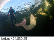 Ice diving with white whale, Beluga whale ( Delphinapterus leucas) in Arctic, Russia, Russian north, north, Kareliya, White sea. Стоковое фото, фотограф Некрасов Андрей / Фотобанк Лори