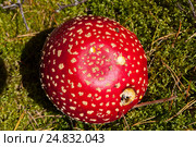 Poisonous mushroom agaric in the forest. Стоковое фото, фотограф Виталий Веревкин / Фотобанк Лори