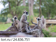 Hanuman Langur, Semnopithecus entellus, monkeys family. Стоковое фото, фотограф Matej Kastelic / Фотобанк Лори