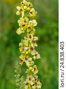 Коровяк (лат. Verbascum) крупным планом. Стоковое фото, фотограф Елена Коромыслова / Фотобанк Лори