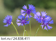 Василёк синий, или Василёк посевной (лат. Centaurea cyanus) крупным планом. Стоковое фото, фотограф Елена Коромыслова / Фотобанк Лори