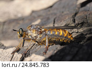 Insect Laphria. Стоковое фото, фотограф Евгений Суворов / Фотобанк Лори