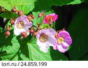 Малина душистая, или малиноклён (Rubus odoratus) и пчела. Стоковое фото, фотограф Алёшина Оксана / Фотобанк Лори