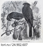 Шапу (Cassicus cristatus) - рисунок  из книги А. Брэма "Жизнь животных" 1896 г. Стоковая иллюстрация, иллюстратор Вера Смолянинова / Фотобанк Лори