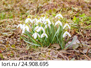 Белые подснежники. Стоковое фото, фотограф Дмитрий Тищенко / Фотобанк Лори