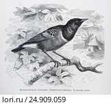 Великолепный  скворец (Lamprotornis superbus) - рисунок  из книги А. Брэма "Жизнь животных" 1896 г. Стоковая иллюстрация, иллюстратор Вера Смолянинова / Фотобанк Лори