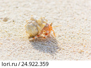 Small Crab on the Beach. Стоковое фото, фотограф Александр Бекишев / Фотобанк Лори