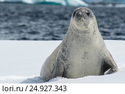 Crabeater seals on the ice. Стоковое фото, фотограф Vladimir / Фотобанк Лори