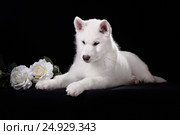 White siberian husky puppy and rose. Стоковое фото, фотограф Екатерина Куракина / Фотобанк Лори