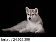Cute little puppy of syberian husky. Стоковое фото, фотограф Екатерина Куракина / Фотобанк Лори