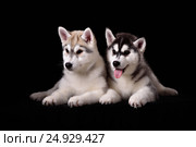 Two cute husky puppies. Стоковое фото, фотограф Екатерина Куракина / Фотобанк Лори