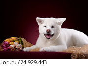 Beautiful Akita Inu puppy and flower. Стоковое фото, фотограф Екатерина Куракина / Фотобанк Лори