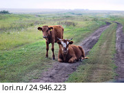 Бычок и телочка на проселочной дороге. Стоковое фото, фотограф Валерий Тырин / Фотобанк Лори