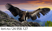 gyps flying mountains. Стоковое фото, фотограф Яков Филимонов / Фотобанк Лори