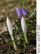 Crocus flowers in spring. Стоковое фото, фотограф Надежда Болотина / Фотобанк Лори