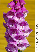 Соцветие Наперстянки пурпурной (лат. Digitalis purpurea) крупным планом. Стоковое фото, фотограф Елена Коромыслова / Фотобанк Лори