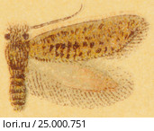 Бабочка - Берёзовая моль (Eriocrania subpurpurella) Стоковая иллюстрация, иллюстратор Макаров Алексей / Фотобанк Лори