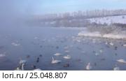 Лебединое озеро в Алтайском крае / Swans on Altai lake Svetloe in the evaporation mist at evening time in winter. Стоковое видео, видеограф Сергей Пристяжнюк (Serg Zastavkin) / Фотобанк Лори