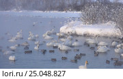 Лебединое озеро в Алтайском крае / Swans on Altai lake Svetloe in the evaporation mist at evening time in winter. Стоковое видео, видеограф Сергей Пристяжнюк (Serg Zastavkin) / Фотобанк Лори