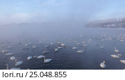 Лебединое озеро в Алтайском крае / Swans on Altai lake Svetloe in the evaporation mist at evening time in winter. Стоковое видео, видеограф Сергей Пристяжнюк (Serg Zastavkin) / Фотобанк Лори