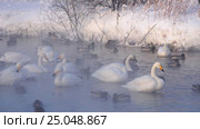 Лебединое озеро в Алтайском крае / Swans on Altai lake Svetloe in the evaporation mist at evening time in winter. Стоковое видео, видеограф Сергей Пристяжнюк (Serg Zastavkin) / Фотобанк Лори